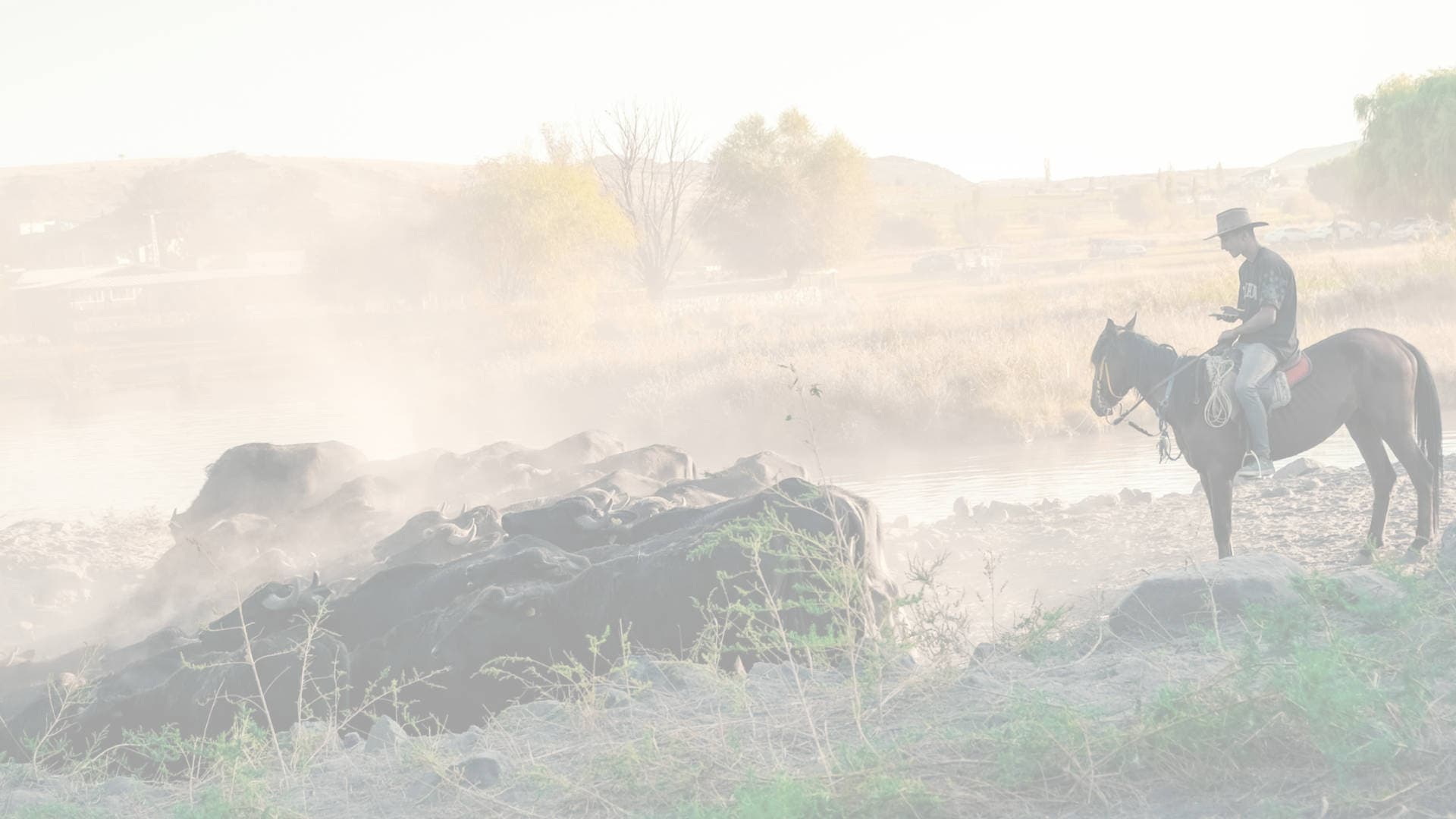 Rancher on horseback overlooking cattle by a river